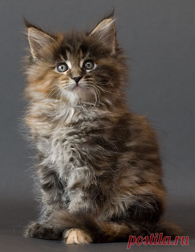 Maine_coon_kitten_Chitsa_by_ropo_art