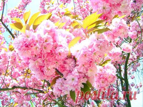 сакура весной