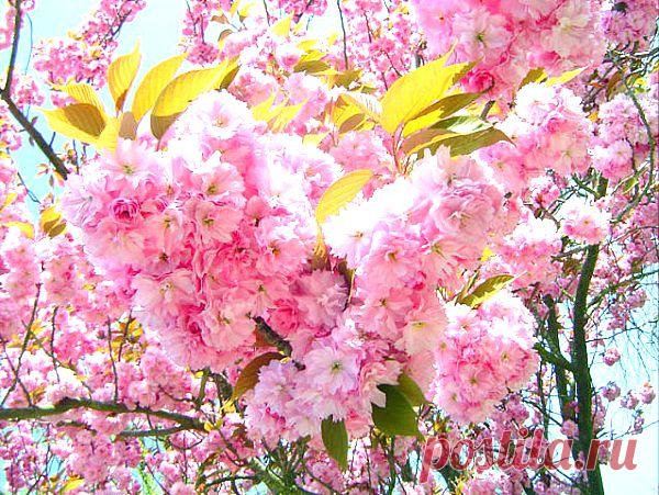 сакура весной