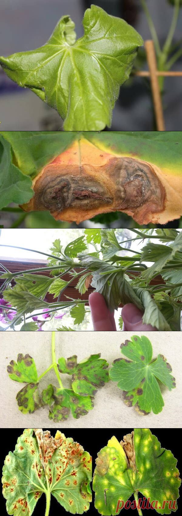 Пеларгонии пожелтение листа. Эдема на листьях плющелистной пеларгонии. Болезни герани комнатной и их. Альтернариоз герани. Болезни герани комнатной и их.