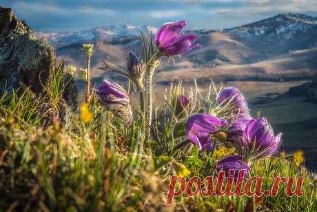 «Самые красивые прострелы цветут на вершине холмов и гор», – утверждает Денис Соломахин: nat-geo.ru/photo/user/45925/ Снято неподалеку от села Красный Партизан в Чарышском районе Алтайского края.