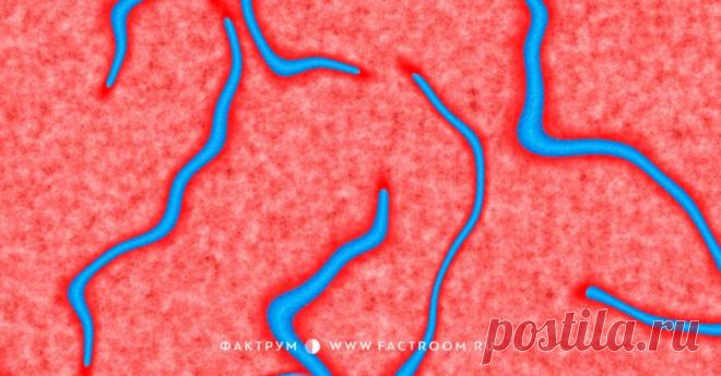 Что должен знать о паразитах взрослый человек / Научный хит