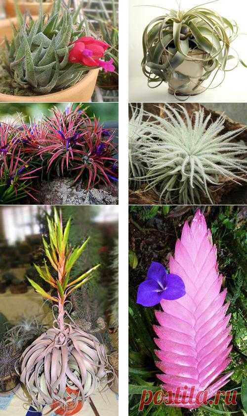 Тилландсия