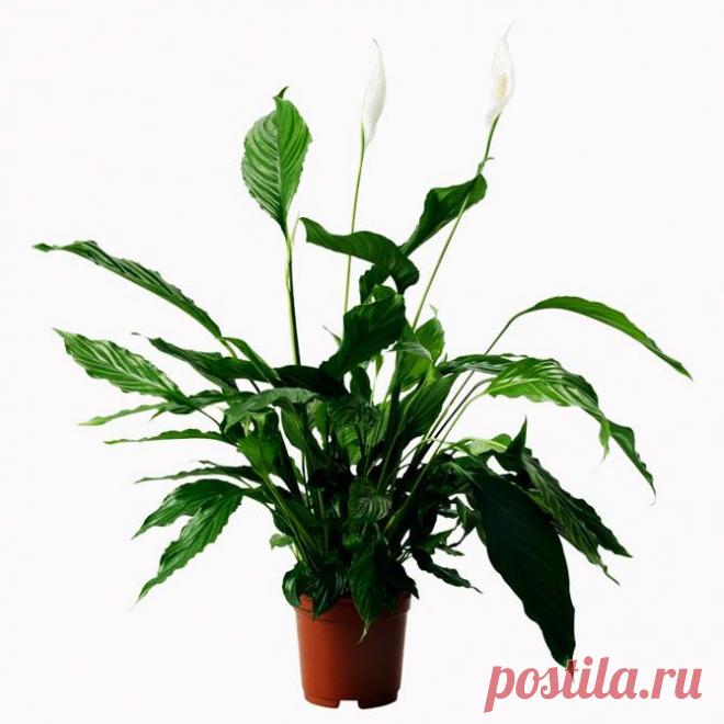 Полезнейшие домашние растения | УЮТНЫЙ ДОМ | советы