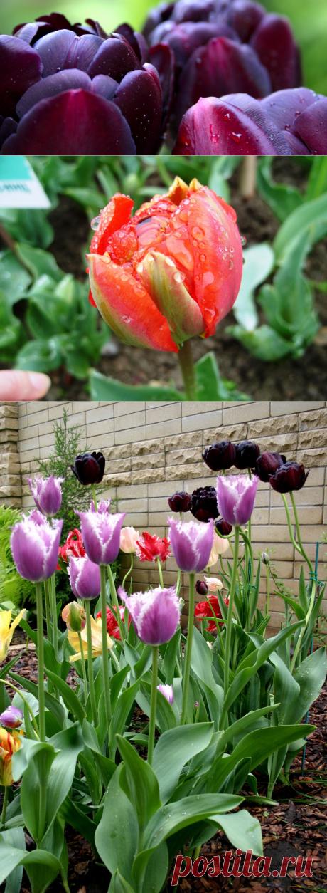 Тюльпаны и стиль модерн. 
Не подвластны ни времени, ни моде винтажные сады, и среди них сад в стиле модерн. Считавшийся в начале XXвека явлением элитарным и даже причудливым, сегодня сад модерн как никогда востребован, изыскан и роскошен. Его выбирают как молодые семейные пары, так и люди более зрелого возраста с безупречным вкусом и интуицией.
Излюбленным сюжетом художников стиля модерн до сих пор считается весна, среди которой не последняя роль отведена тюльпану.