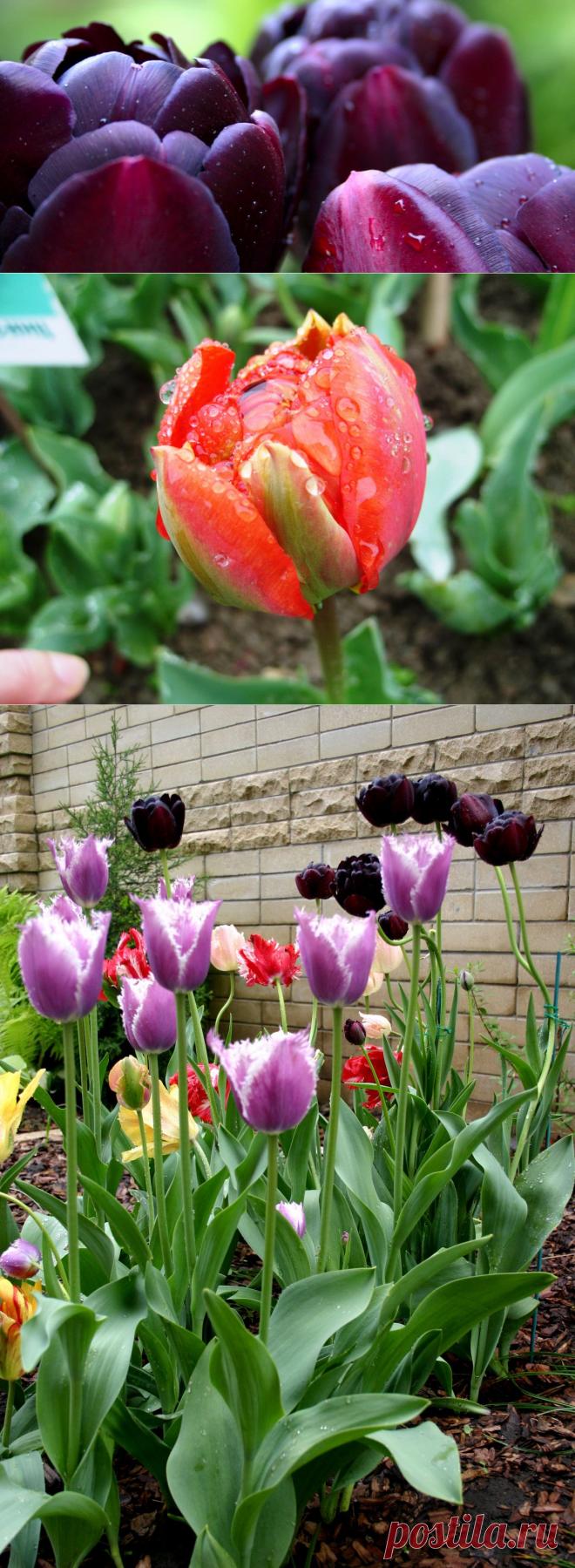 Тюльпаны и стиль модерн. 
Не подвластны ни времени, ни моде винтажные сады, и среди них сад в стиле модерн. Считавшийся в начале XXвека явлением элитарным и даже причудливым, сегодня сад модерн как никогда востребован, изыскан и роскошен. Его выбирают как молодые семейные пары, так и люди более зрелого возраста с безупречным вкусом и интуицией.
Излюбленным сюжетом художников стиля модерн до сих пор считается весна, среди которой не последняя роль отведена тюльпану.