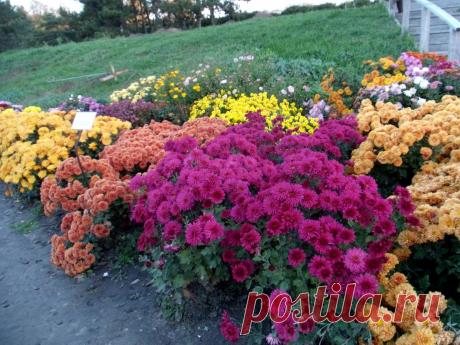 В ландшафтном дизайне сада - ЦВЕТЫ....