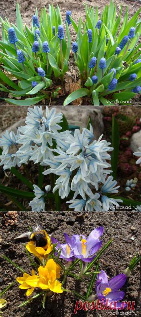 Мелочь, а приятно: весенние мелколуковичные цветы | Вятский сад