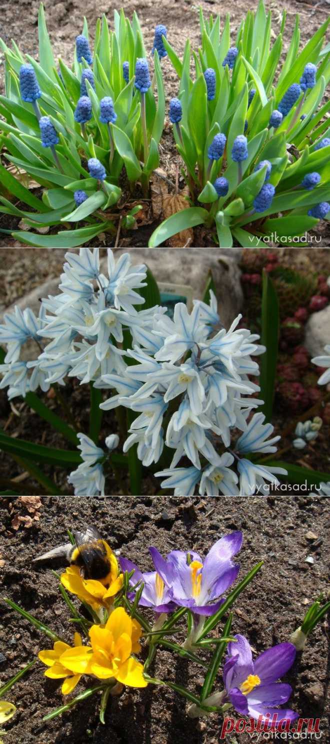 Мелочь, а приятно: весенние мелколуковичные цветы | Вятский сад