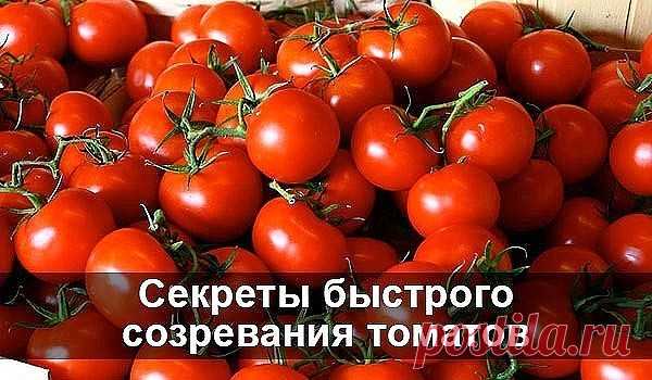 ПОМИДОРНЫЕ СЕКРЕТЫ БЫСТРОГО СОЗРЕВАНИЯ — Огород без хлопот