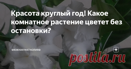 Красота круглый год! Какое комнатное растение цветет без остановки? Если вы хотите, чтобы ваш "зеленый любимец" радовал прекрасными цветами в любое время года, поселите на своем подоконнике табернемонтану. Кустики растения с таким интересным названием можно встретить в теплых странах, растущими на улице. У нас табернемонтану выращивают в горшках на подоконниках.
Цветет растение очень красиво. Оно выдает целые букетики восхитительных цветочков, которые к тому же