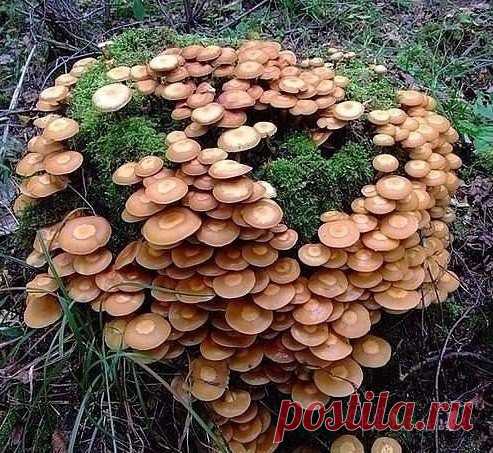 КАК ВЫРАСТИТЬ ОПЯТА НА ДАЧЕ.

Любители грибов могут собирать опята без долгого хождения в лесу. Их можно без особых усилий вырастить у себя на дачном участке. В лесу опята растут на заваленных, загнивших деревьях, на пенечках. На дачном участке для них можно создать те же условия.

Показать полностью…