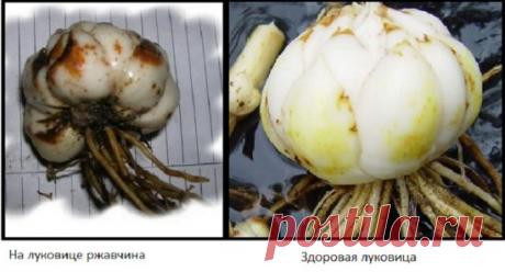 Пересадка лилий осенью на другое место: когда и как правильно пересаживать