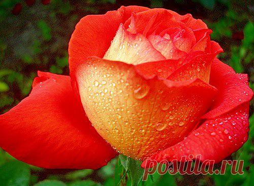 Тараторка — «оранжевое солнышко в моем саду» на Яндекс.Фотках