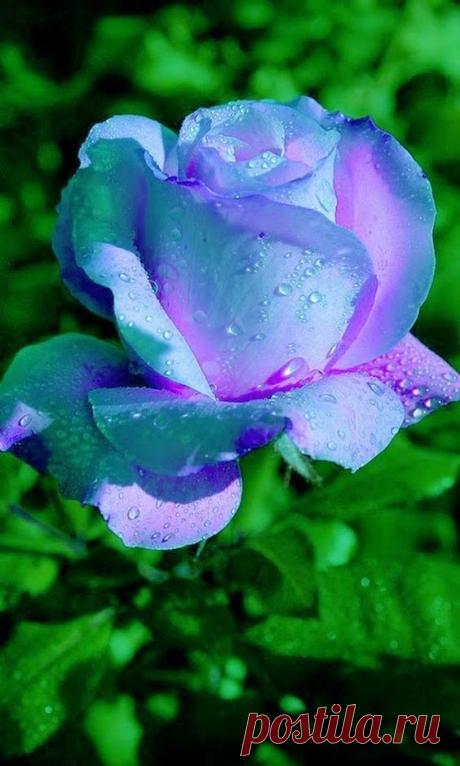(6) Pinterest