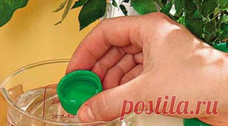 7 приемов, чтоб комнатные цветы росли как на дрожжах