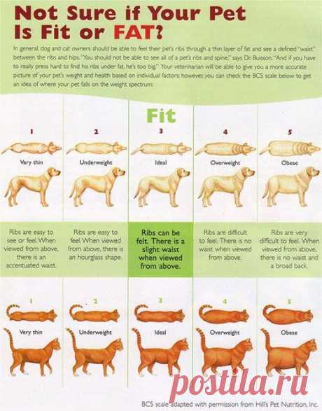 Dog health