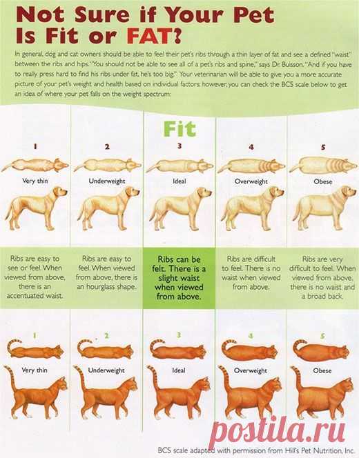 Dog health