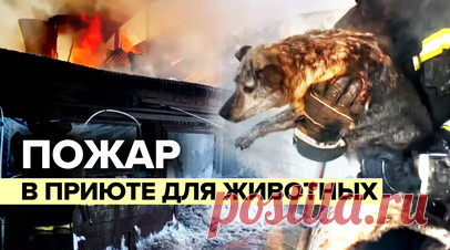 МЧС России ликвидирует пожар в приюте для животных на Сахалине. В Южно-Сахалинске в приюте для животных «Пёс и кот» произошёл пожар. Огонь охватил 800 кв. м. Спасателям удалось локализовать возгорание. Из вольеров эвакуировали около 200 собак и 300 кошек. По данным МЧС России, на месте работают 24 спасателя и восемь единиц техники. Читать далее
