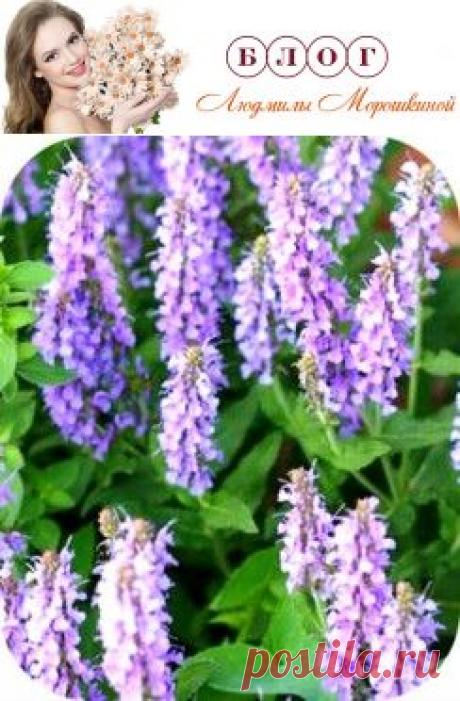 Полезные свойства шалфея