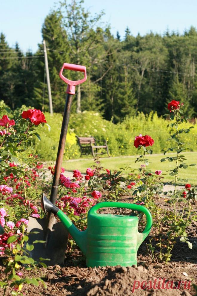 Все тонкости посадки роз