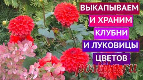 !Дублирую старый ролик! Я рада приветствовать всех на канале Садовый гид! Сегодня в ролике мы с вами поговорим о том, как правильно выкопать и…