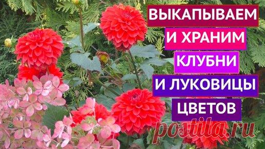 !Дублирую старый ролик! Я рада приветствовать всех на канале Садовый гид!  Сегодня в ролике  мы с вами поговорим о том, как правильно выкопать и…