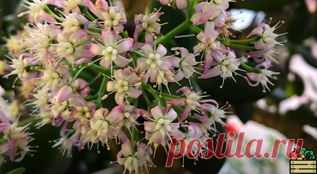 Денежное дерево не цвело около 10 лет. И тут благодаря всего одной таблетке оно зацвело! Рассказываю о подкормке для цветения | Удачный урожай | Яндекс Дзен