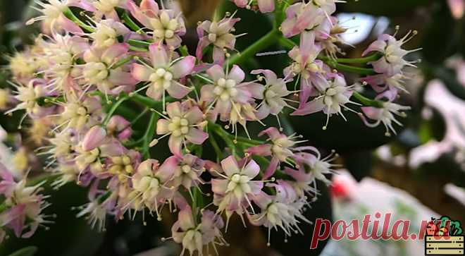 Денежное дерево не цвело около 10 лет. И тут благодаря всего одной таблетке оно зацвело! Рассказываю о подкормке для цветения | Удачный урожай | Яндекс Дзен