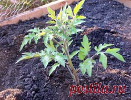 Томат (Помидор) | Индасад.ру