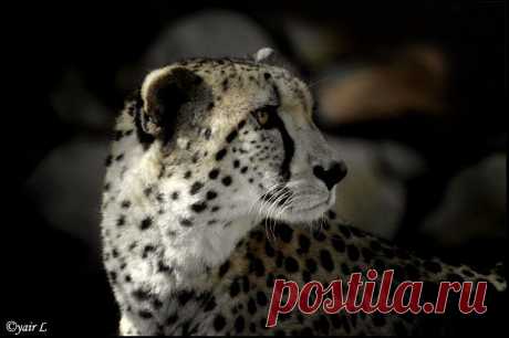 cheetah by Yair-Leibovich on DeviantArt