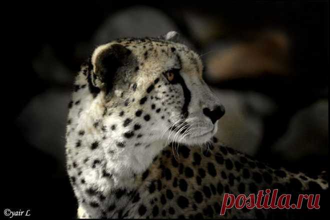 cheetah by Yair-Leibovich on DeviantArt