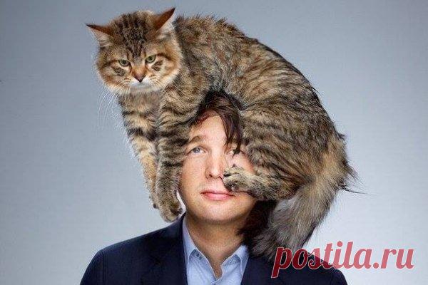 Как кошка проявляет свою любовь к хозяину: 14 главных признаков