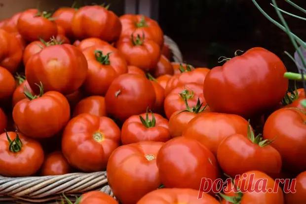 Помидоры на зиму: вместо рассола используем свежевыжатый яблочный сок - Будет вкусно - 12 августа - 43394357721 - Медиаплатформа МирТесен