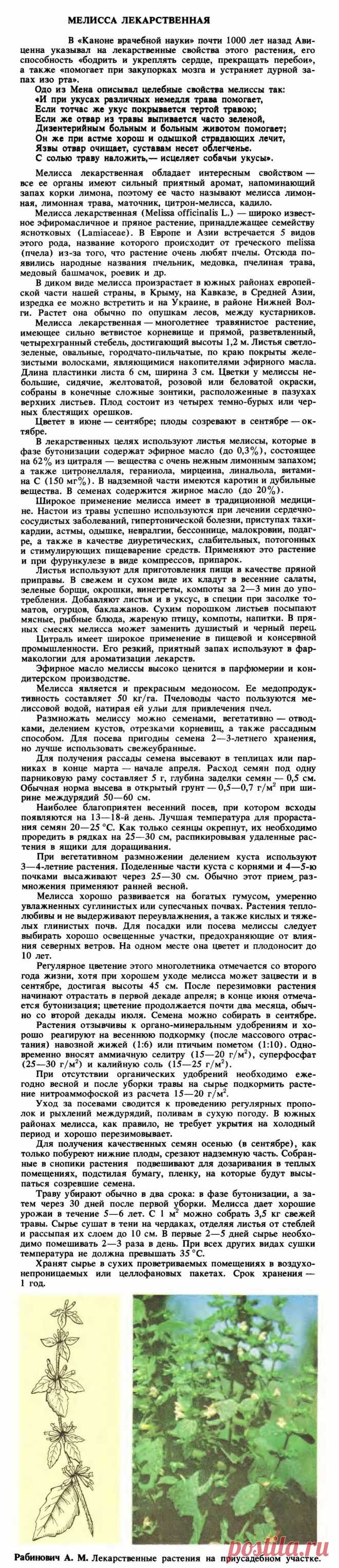 Мелисса лекарственная