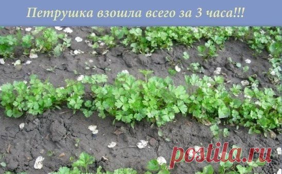 ПЕТРУШКА ЗА 3 ЧАСА...
Большинство дачников знают что петрушка всходит довольно долго....
А знаете ли вы, что петрушку можно вырастить буквально в течение 3 часов? Этот рецепт часто использовался как... фокус.
Размочите семена петрушки в свежем молоке и, трижды посыпав предназначенную для посева землю негашеной и мелкотертой известью, высадите в нее подготовленные семена, землю немного смочите сверху (не проливая глубоко) водой.
Через 3 часа появятся всходы.
Весна не за горами. Запишите - приг