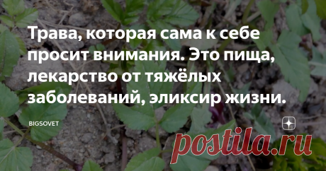 Трава, которая сама к себе просит внимания. Это пища, лекарство от тяжёлых заболеваний, эликсир жизни. Жаль, что мы не обращаем внимание, на то,  что у нас растёт под ногами, а ведь эта трава может кого-то защитить от операции или кому-то вообще продлить жизнь. Главное вовремя начинать лечение.
Молодую зелень этой травы, светлые зелёные, ещё до конца не развернувшиеся листочки, можно использовать в пищу с ранней весны до поздней осени. После срезания эта трава быстро обнов...
