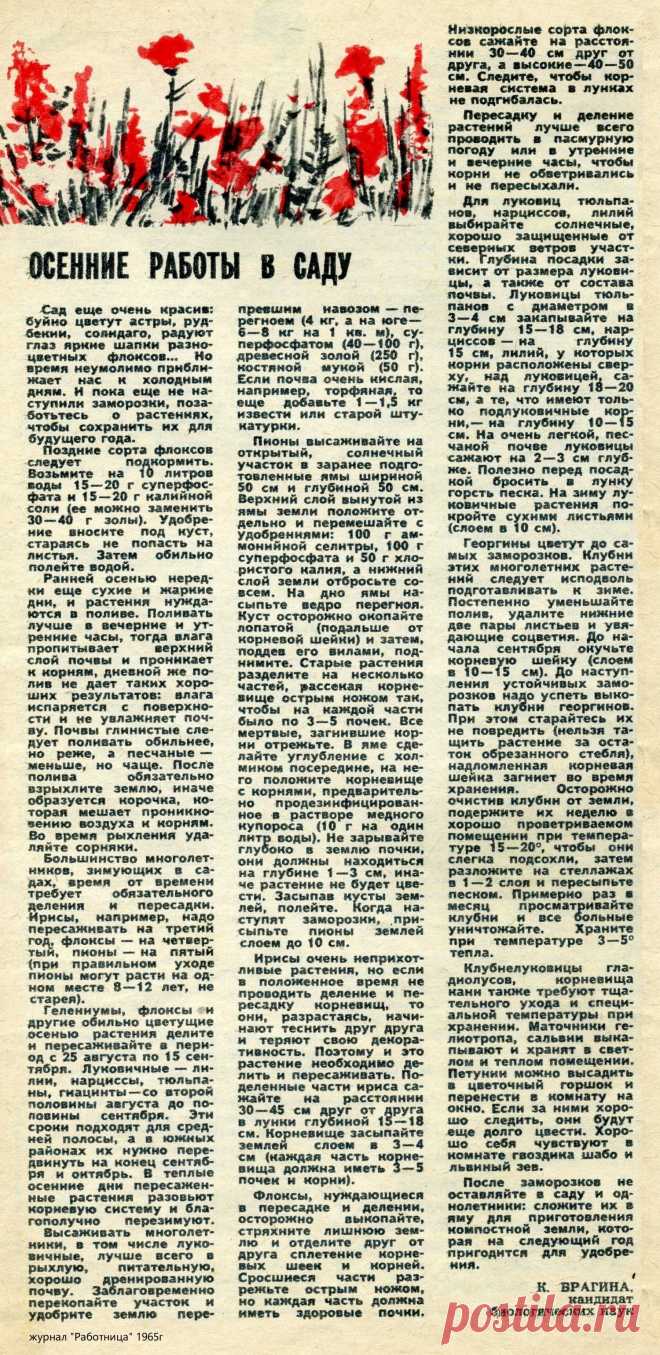 Осенние работы цветовода в саду