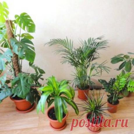 В чем заключается уход за комнатными растениями в феврале?