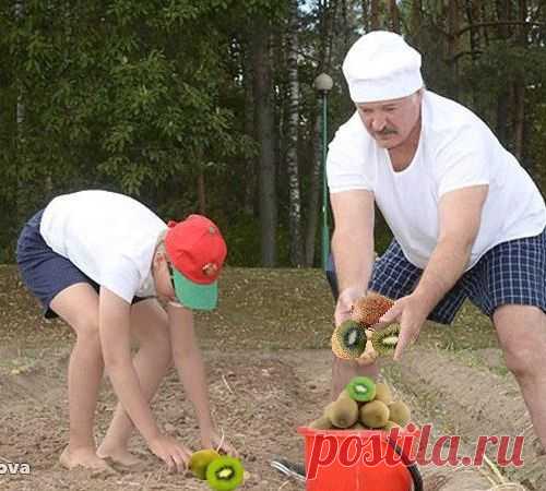 Белорусские киви сорта "Темп"