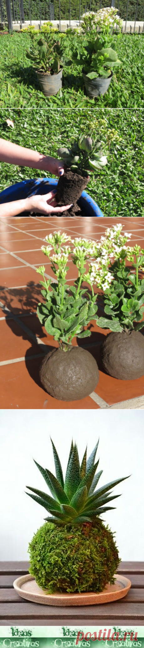 Ideas Creativas y Practicas:  Paso a paso para armar tu kokedama