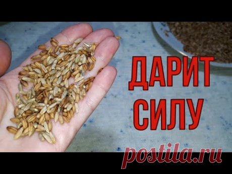 Наша крепкая соседка в 75, ясный ум, здоровые печень и почки, чистый кишечник.