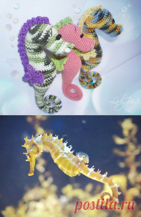 Морские коньки.