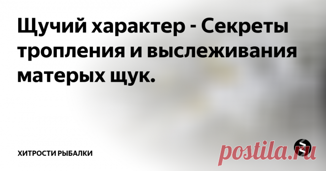 Щучий характер - Секреты тропления и выслеживания матерых щук.  Что должен знать рыболов о щучьих повадках и о щуке вообще? Ну, во-первых, нужно запомнить, что щука – это ярко выраженный индивидуалист. Она начинает вести обособленный образ жизни еще будучи мальком. Достигая определенного возраста, зубастая особа занимает свое конкретное место в водоеме и приступает к освоению территории.
Естественным укрытием для щук служат или травянистая растительность, или