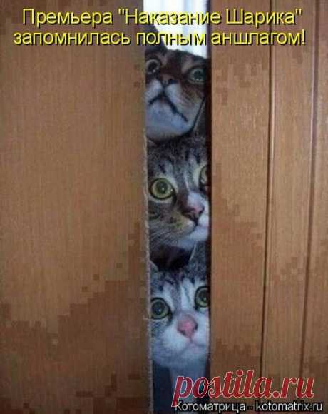 Совершеннокотие...