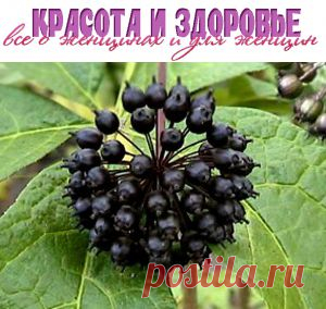 Элеутерококк: капли, омолаживающие лицо  | Красота и здоровье