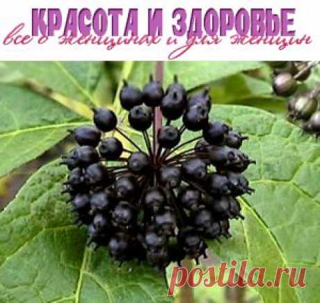 Элеутерококк: капли, омолаживающие лицо  | Красота и здоровье