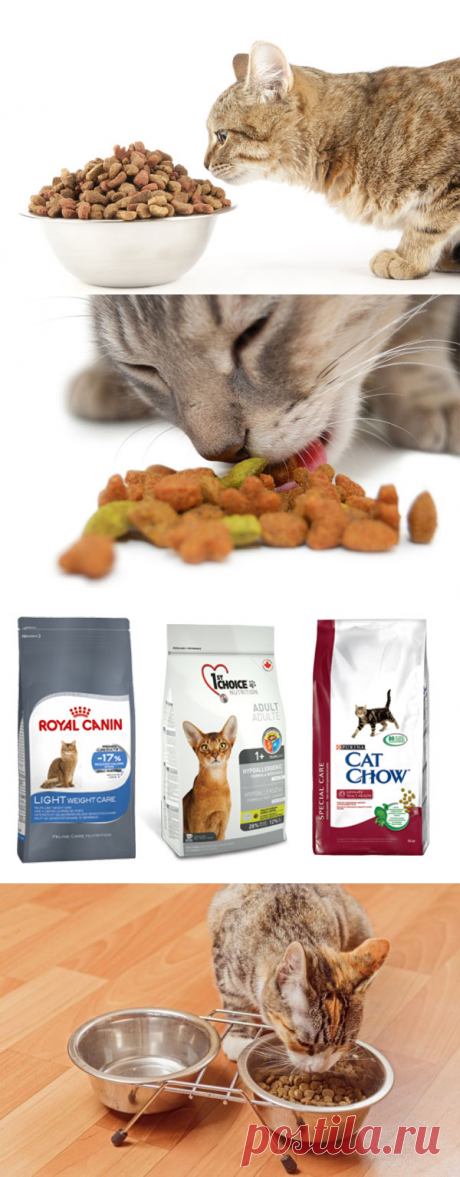 Можно ли кормить кота или кошку только сухим кормом?