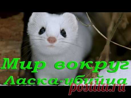 Ласка. Самый кровожадный убийца.  HD