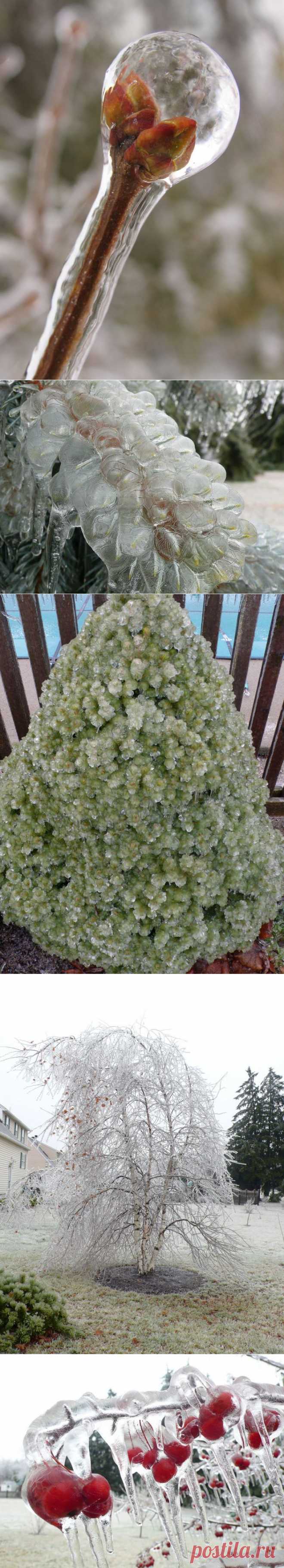 Фотографии после ледяного дождя.